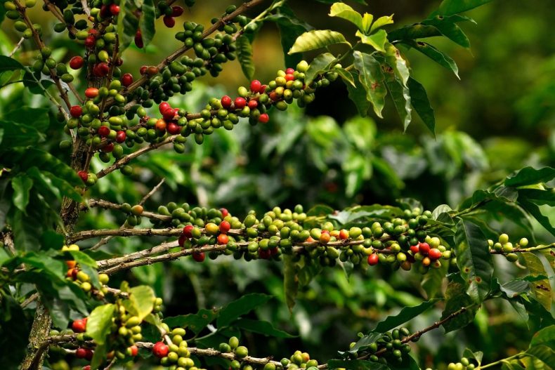 Geisha Coffee from Panama – Americas Coffee Map