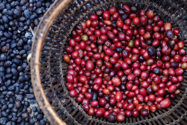 Robusta coffee Vietnam Origin and interesting information about Vietnam robusta