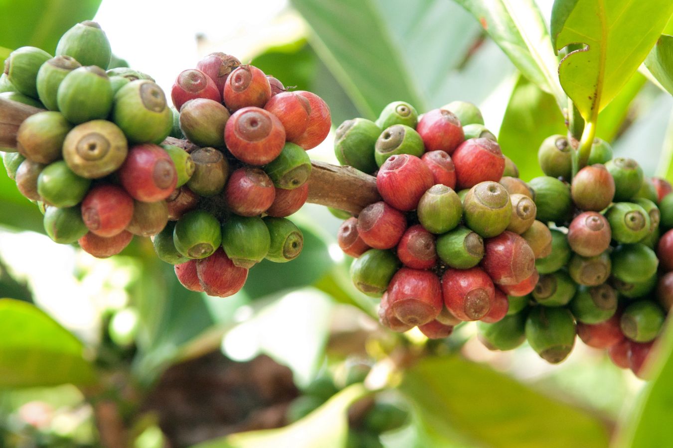Typica Coffee – Origin & Biological Characteristics