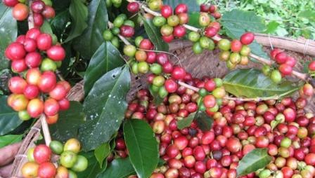 Catuai coffee – Origin & Biological Characteristics