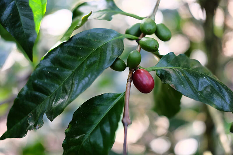 [Part 2] Discover coffee varieties