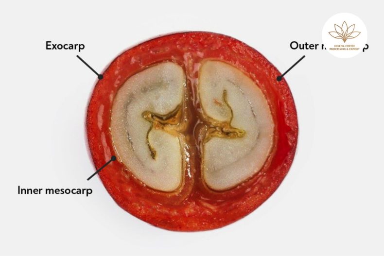 Anatomical Structure Of Coffee Fruit