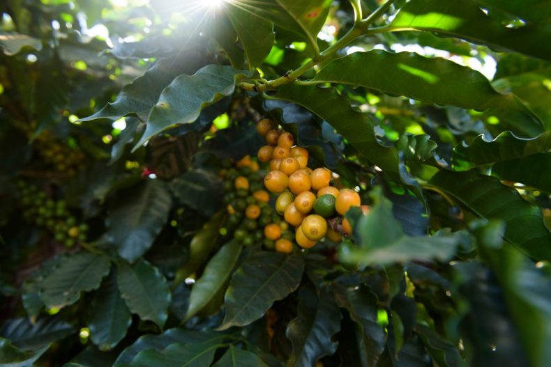 Bourbon Coffee – Why Call It Fruity