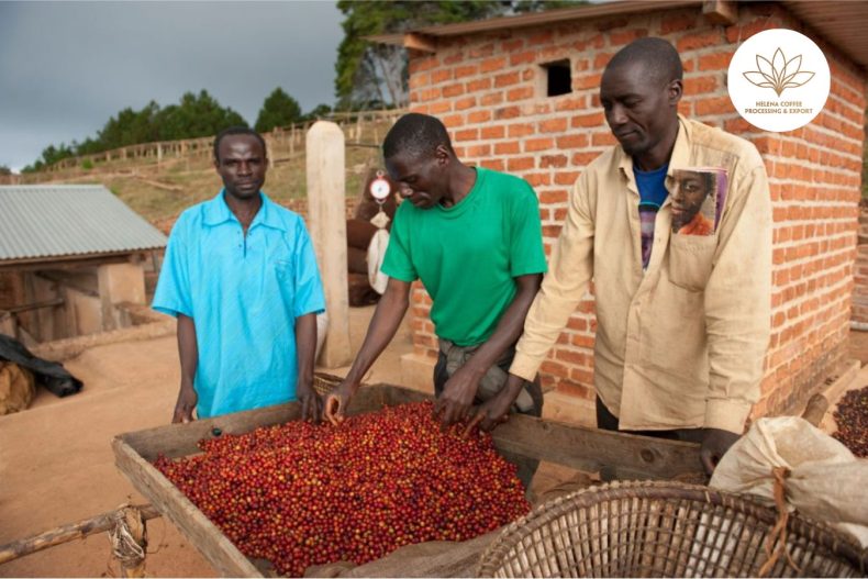 Burundi Coffee Overview