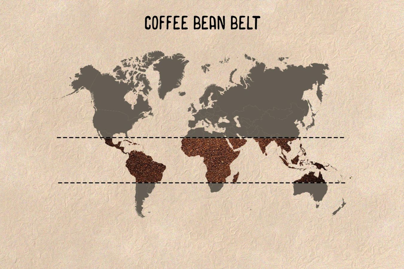Coffee Bean Belt