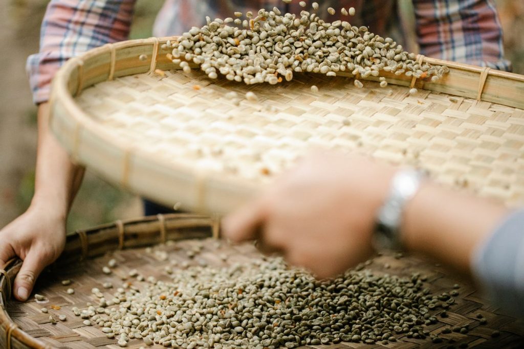 Hand-sorting robusta coffee grade 1 screen 16 green beans for defects