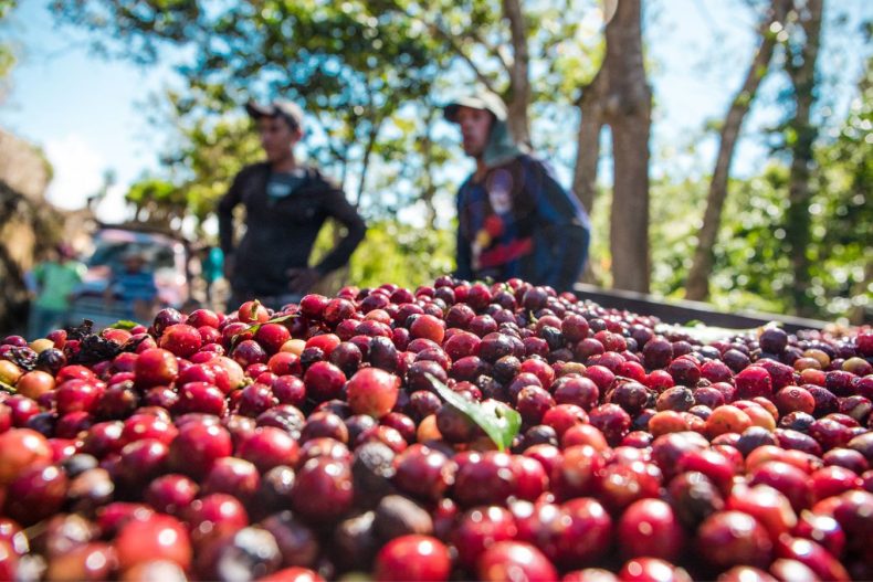 Coffee Economy - Paradox And Uncertainty