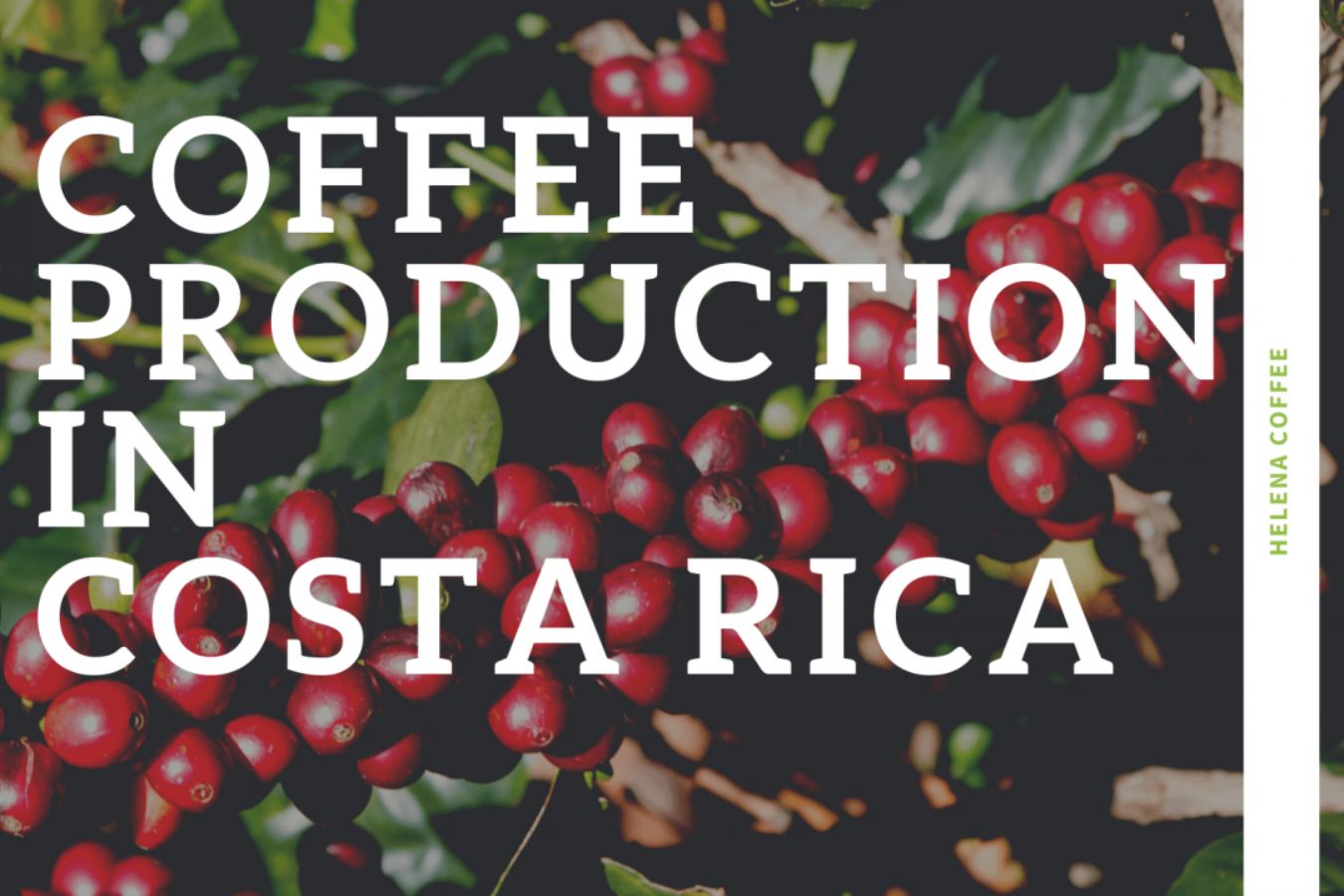 Coffee Production In Costa Rica