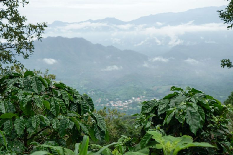 Coffee Production In El Salvador