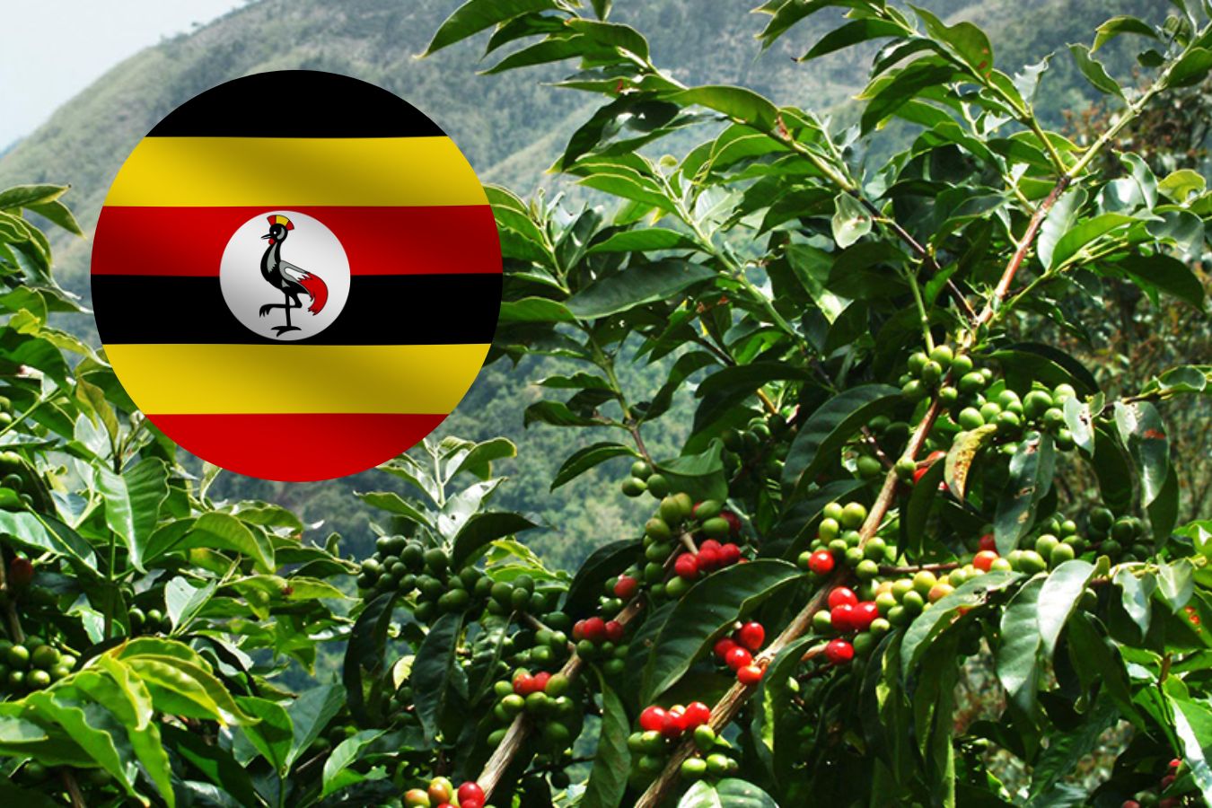 Coffee Production In Uganda