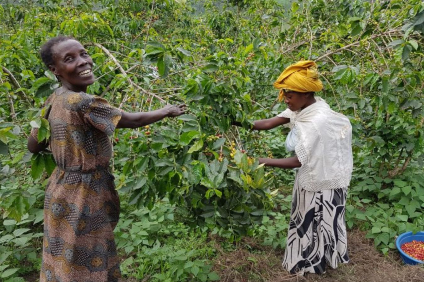 Coffee Production in Congo (2)