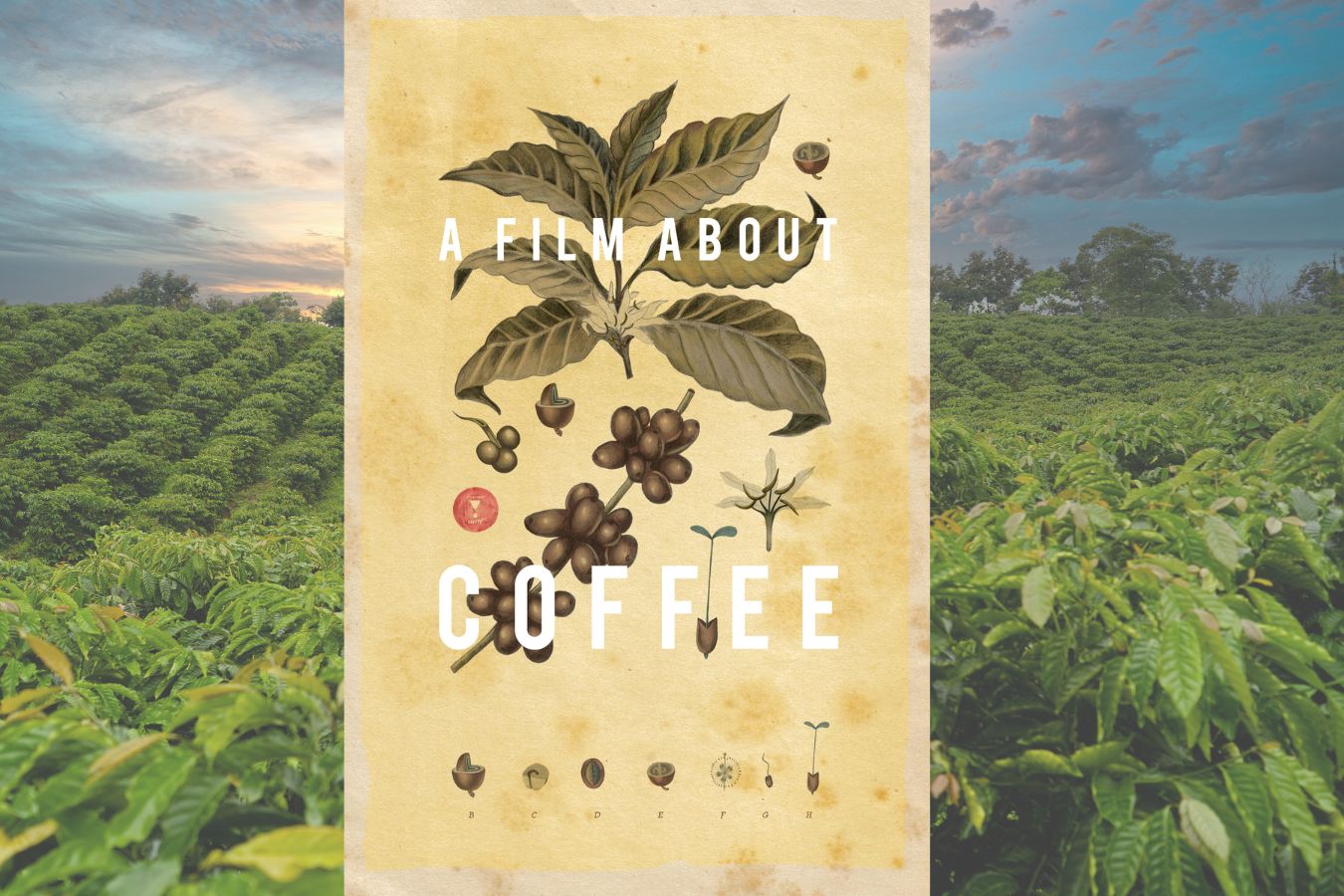 Film About Coffee