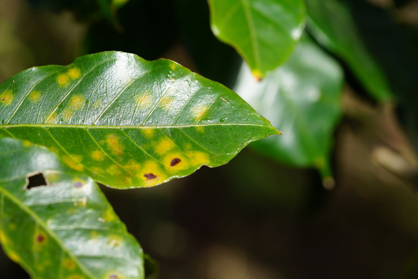 Hemileia Vastatrix – Coffee Rust Disease