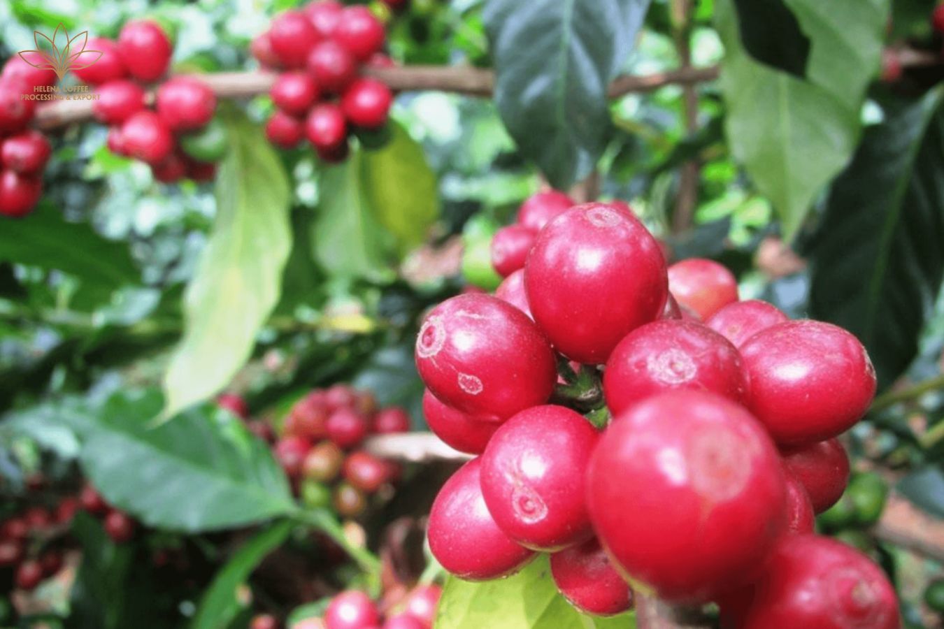History Of Coffee Plants In Son La