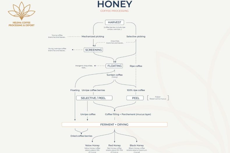 Honey Processing Technique On Coffee