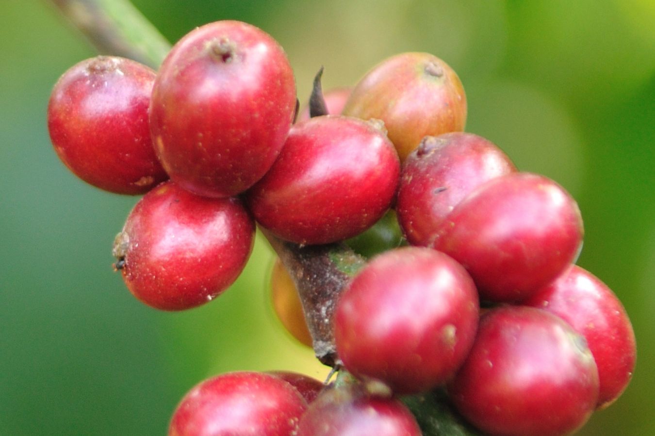 Opportunity For Specialty Coffee C.canephora