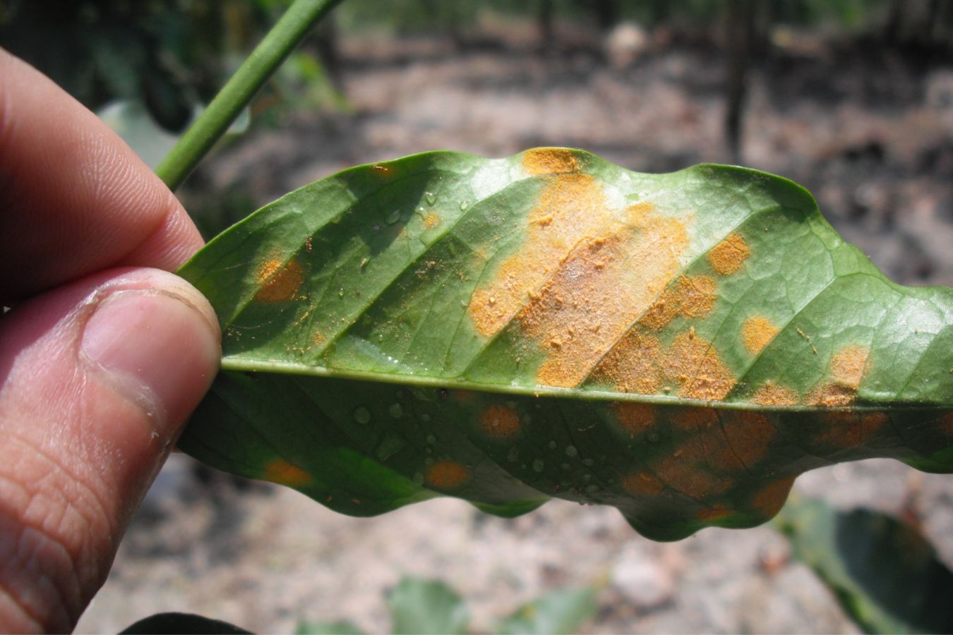 Overview Of Coffee Rust (Hemileia Vastatrix)