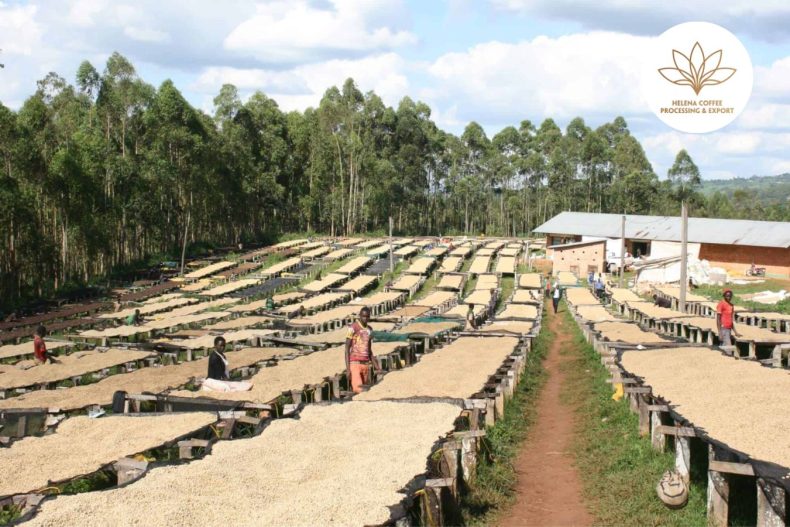 Overview Of Rwanda Coffee From Africa