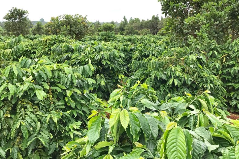 Specialty Coffee And Commercial Coffee: 3 Key Differences In Processing