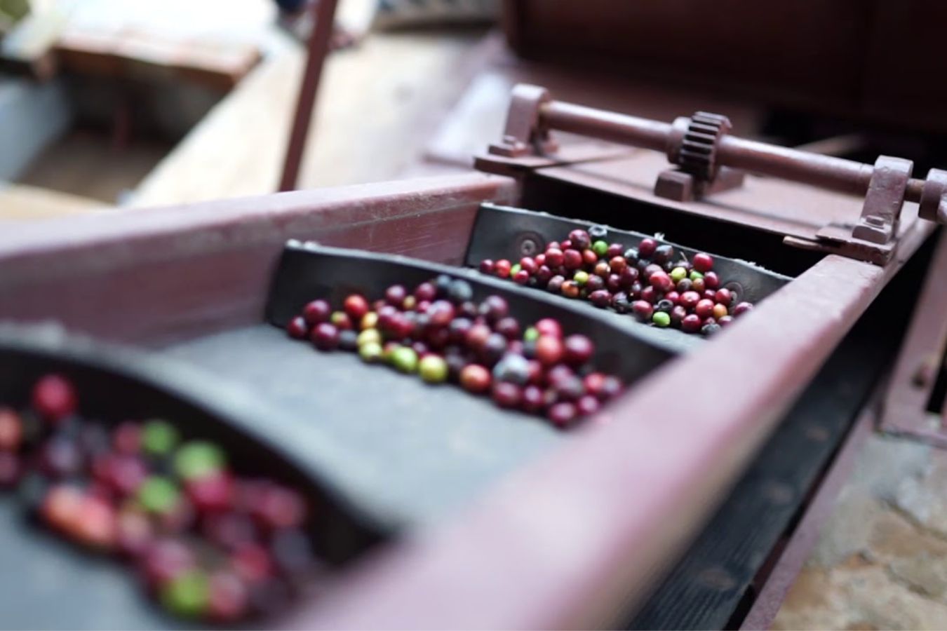 Techniques Of Harvesting And Sorting Green Coffee