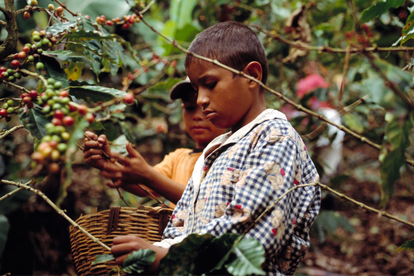 The Origin Of Fair Trade Coffee