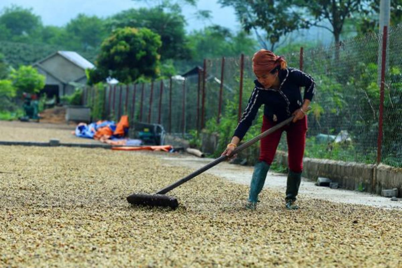 The Value Of Dien Bien Coffee Comes From Quality