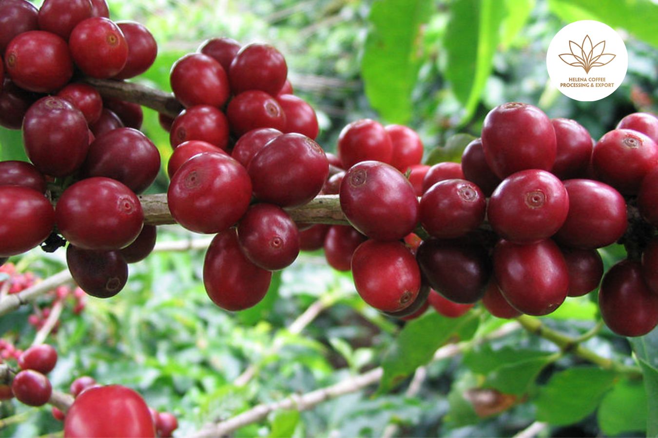 Typica Coffee – What Makes A Great Cup Of Coffee?
