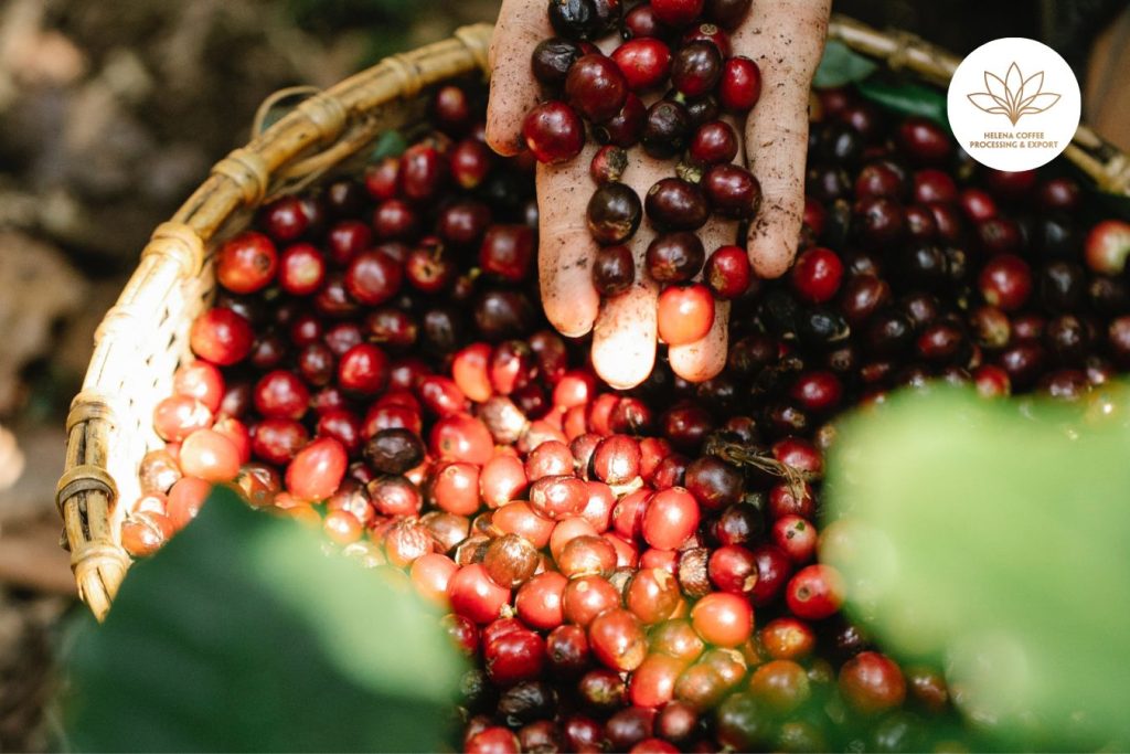 What Is Catimor Coffee? History, Features Of Catimor, Taste