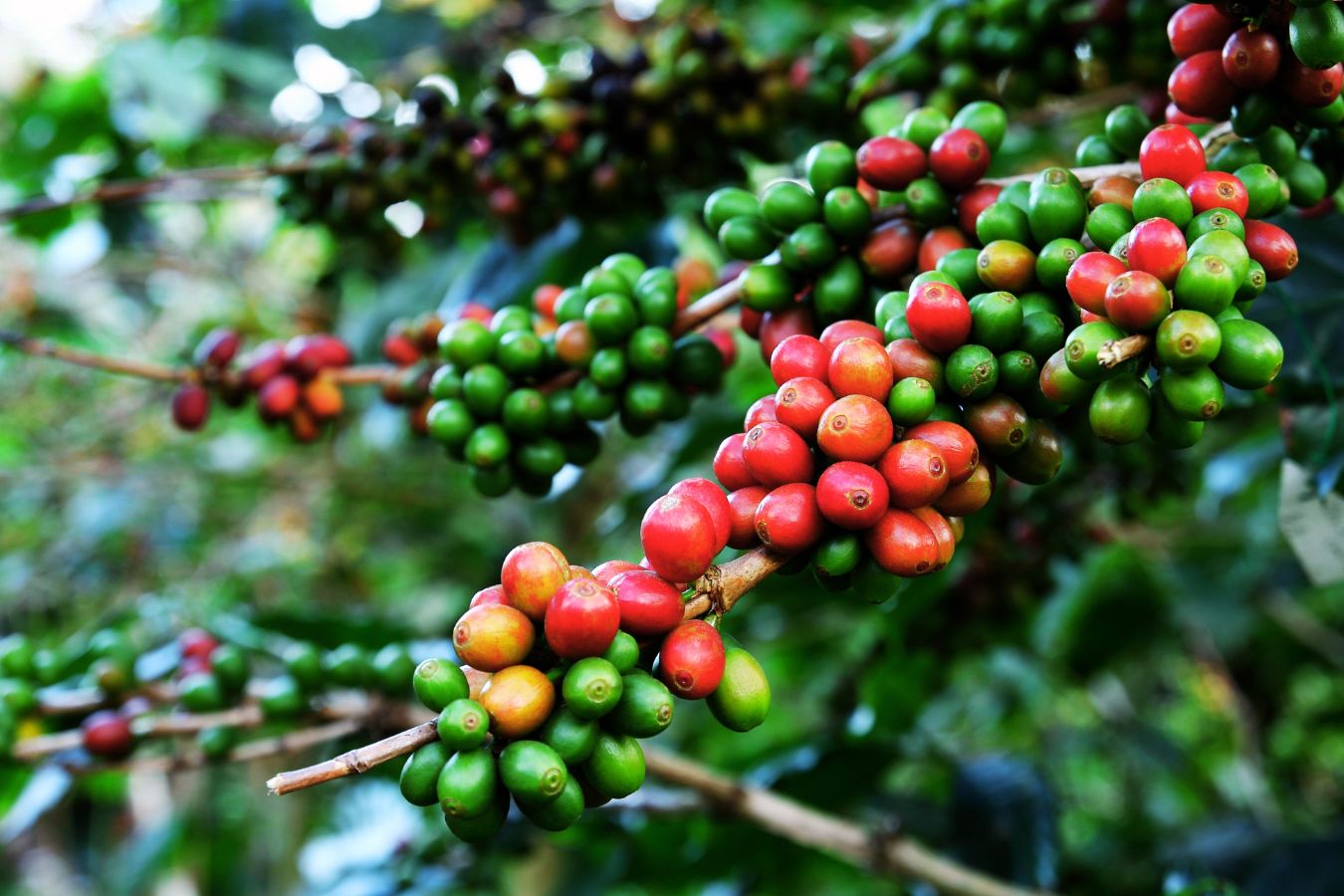 What Is Moka Coffee - Characteristics Of Moka Coffee