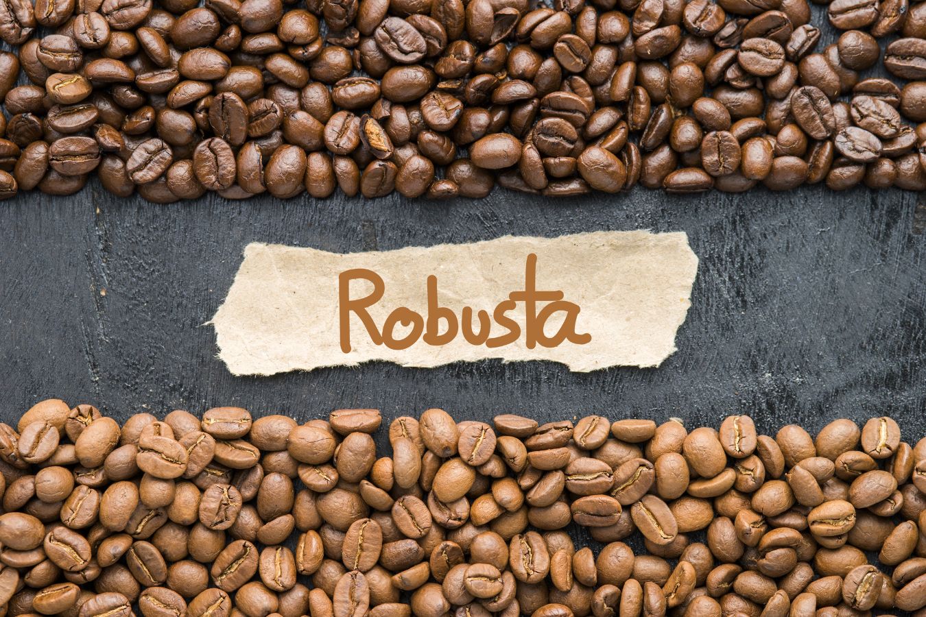 When The Strong Robusta Put On The Sweet Coat