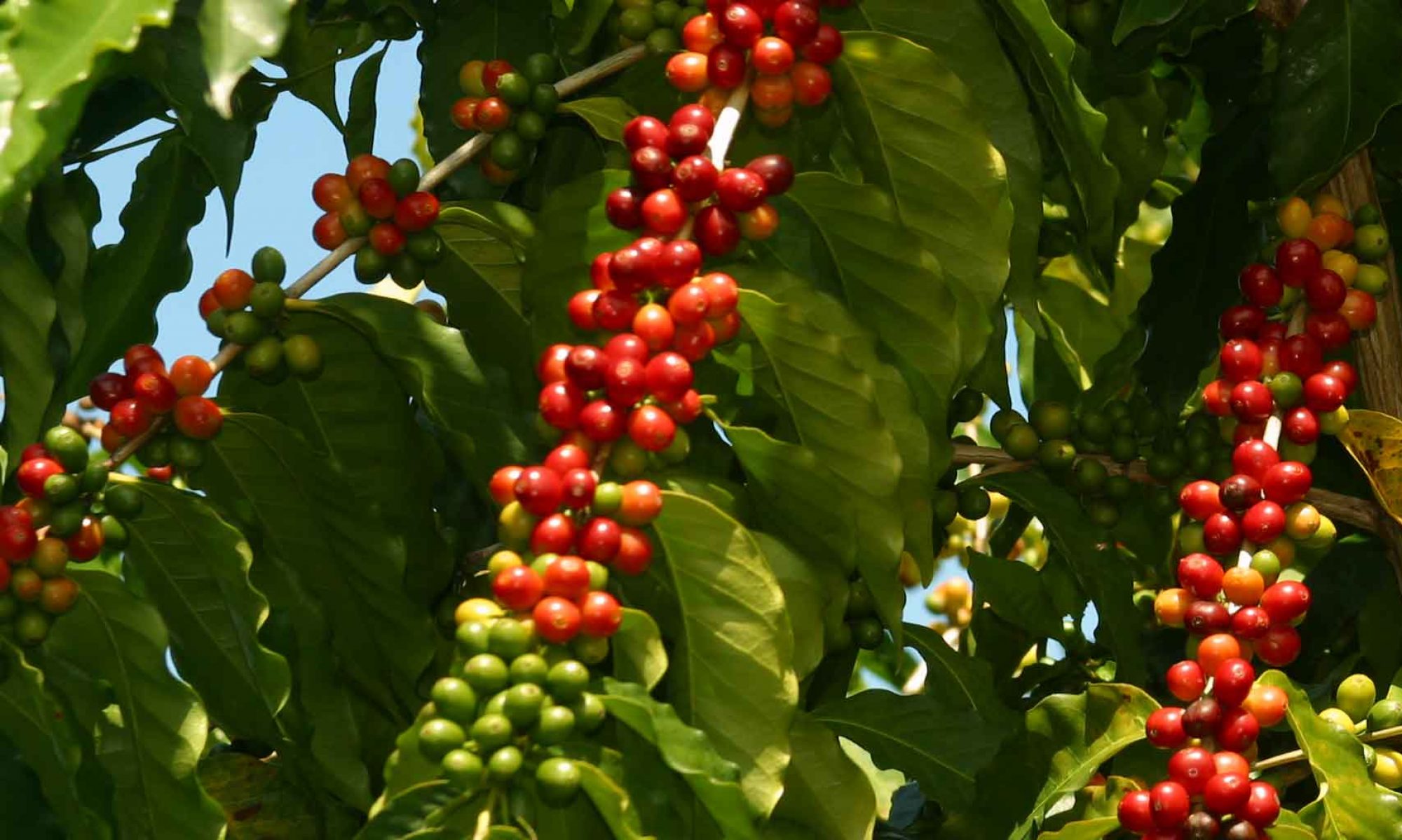 Kona Coffee - Species Coffee