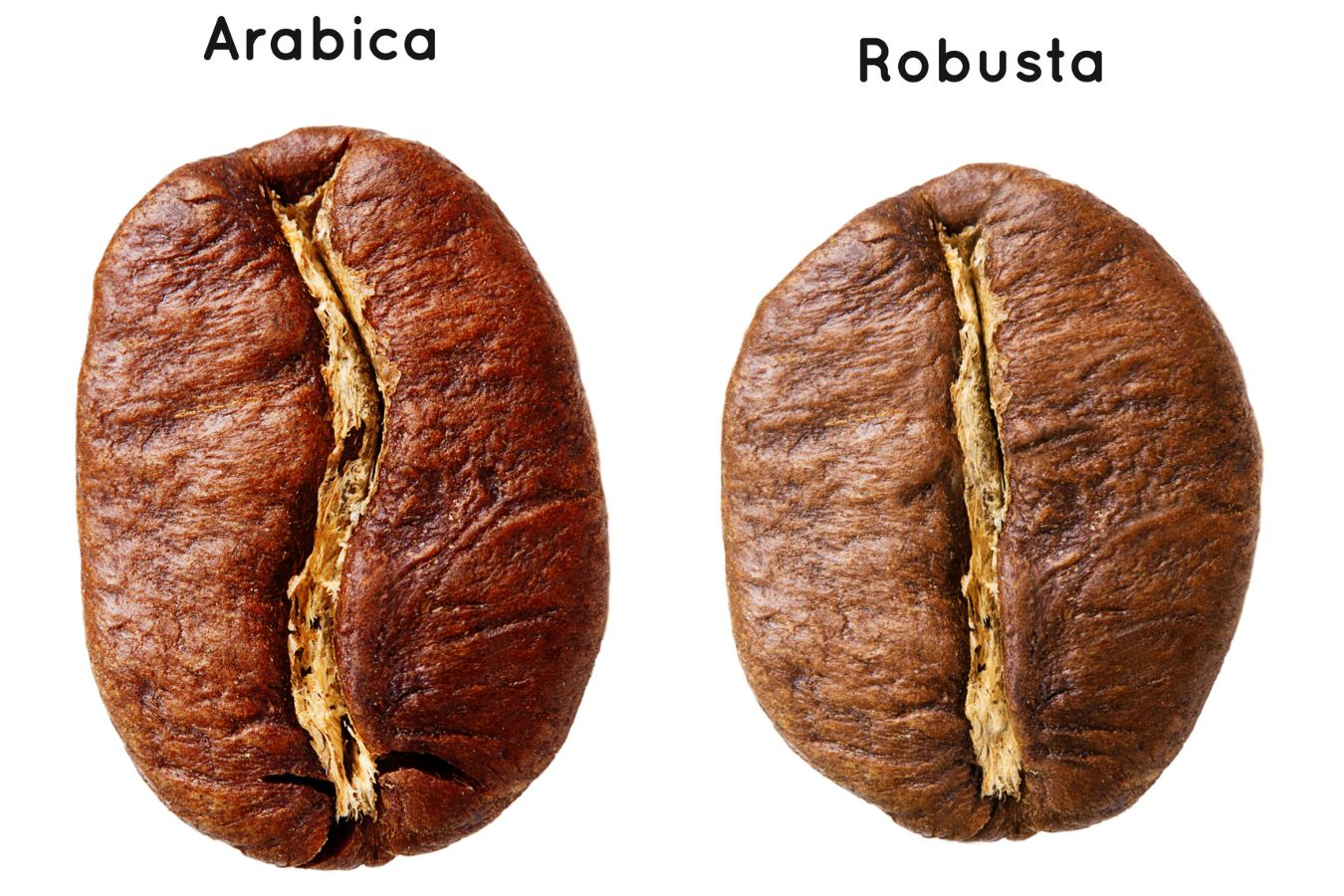 Arabica And Robusta