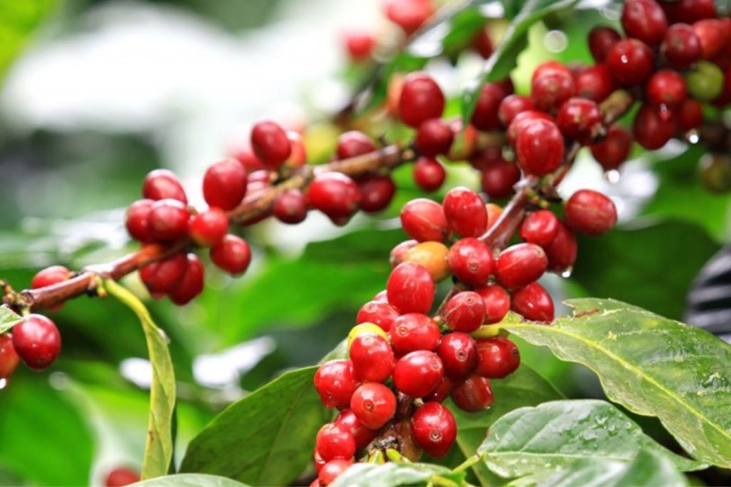 Best Arabica Origin Coffee In Vietnam?