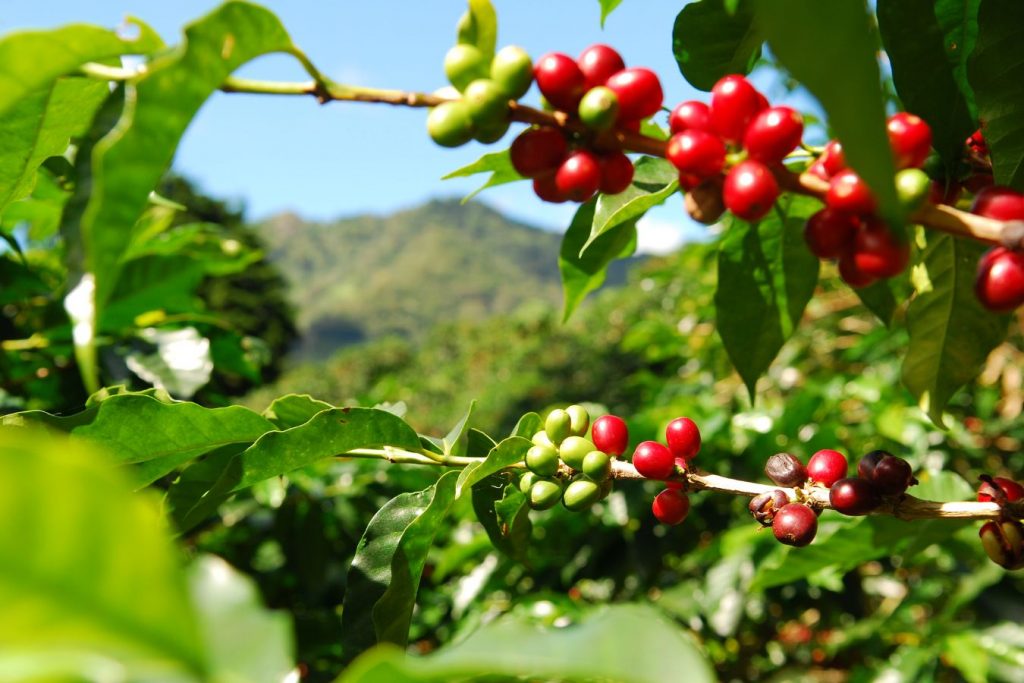 Coffee Origins: Papua New Guinea