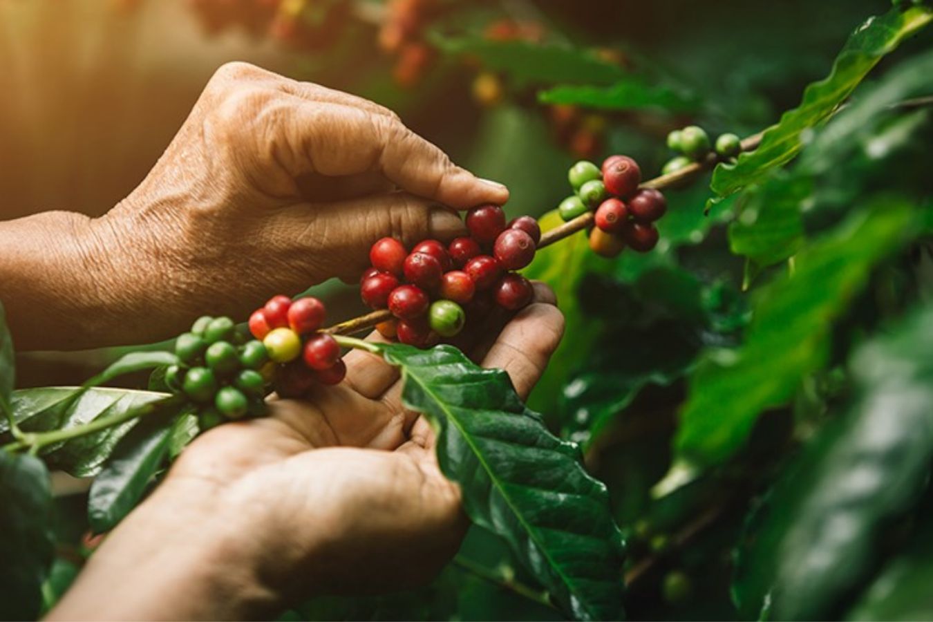 Distinguishing biological characteristics of coffee plants