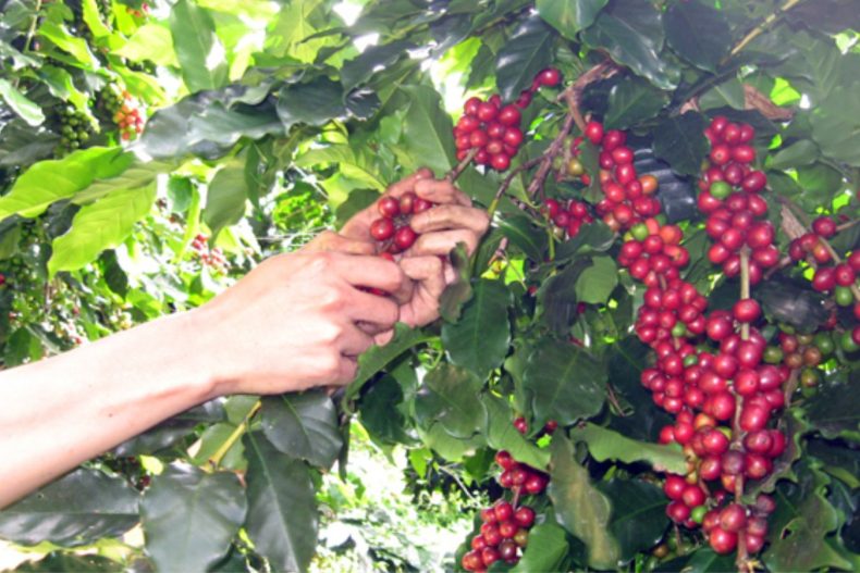 Learn About Arabica Cau Dat Coffee