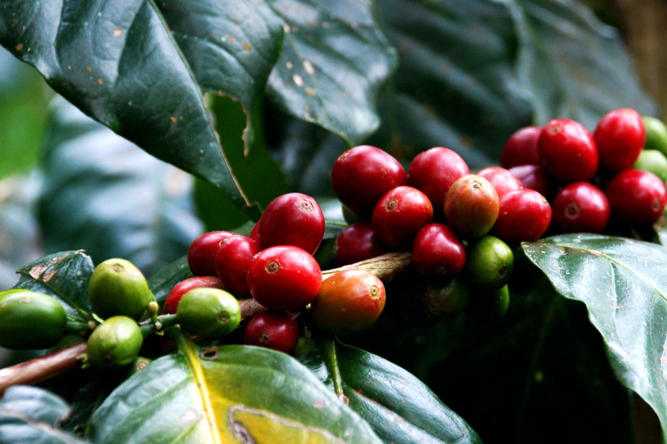 The Coffee Fruit (Coffee berry)