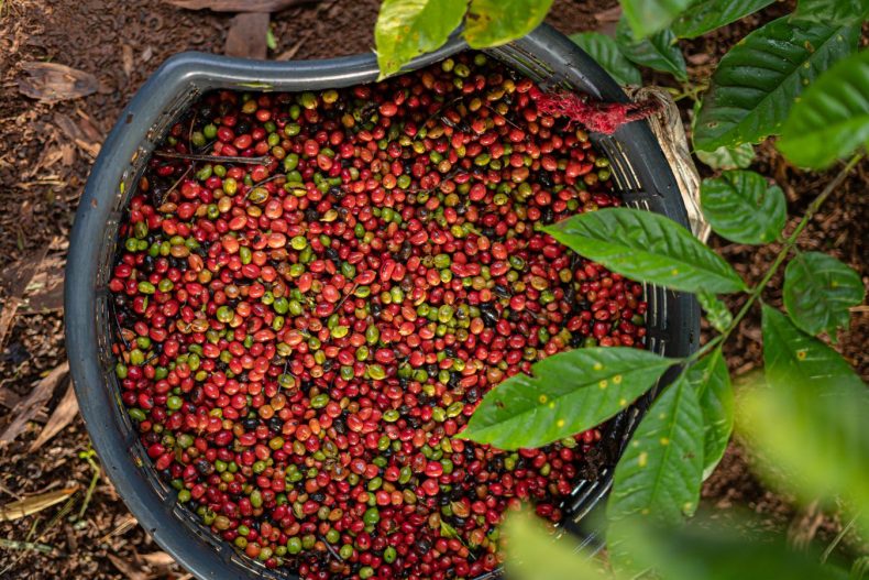 Robusta Coffee Price Chart December 29, 2022