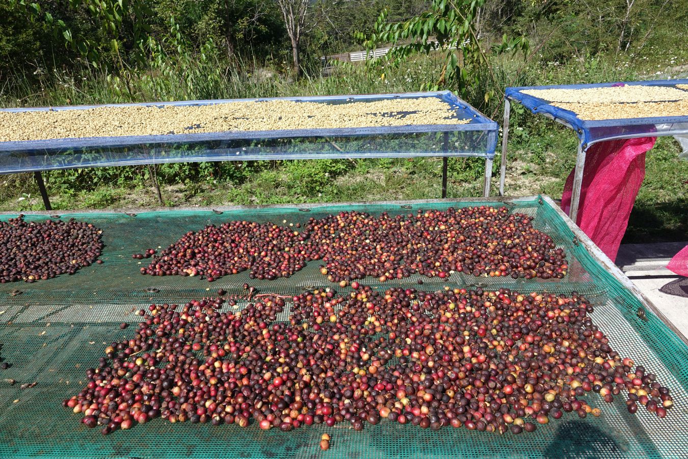How Coffee Processing Affects Coffee Flavor