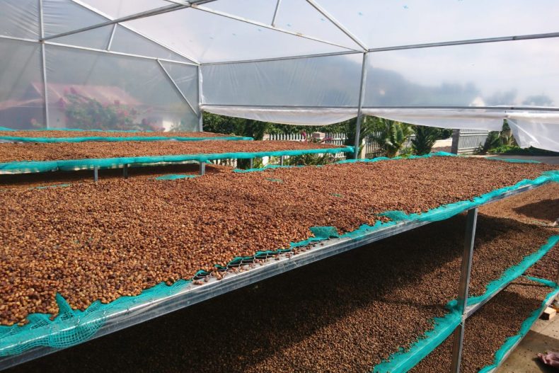 Robusta Honey