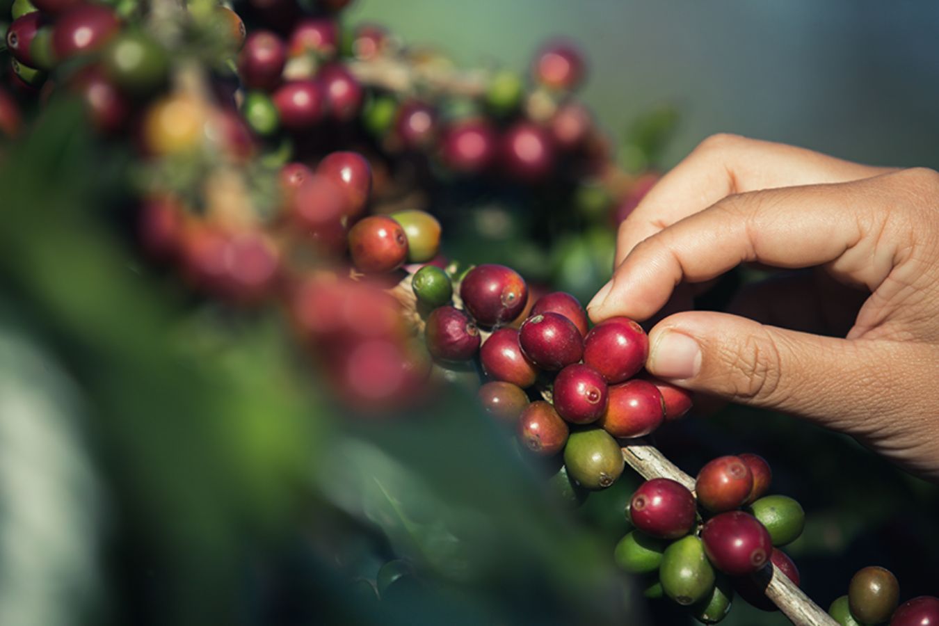 The True Value of Specialty Coffee Beans