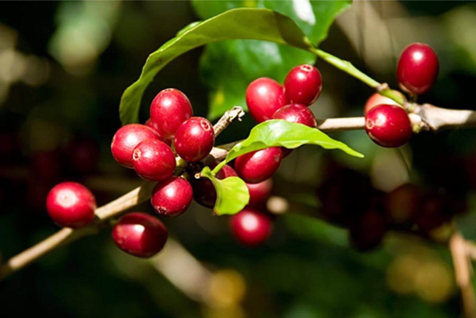 high-quality-robusta-coffee-lines-in-vietnam
