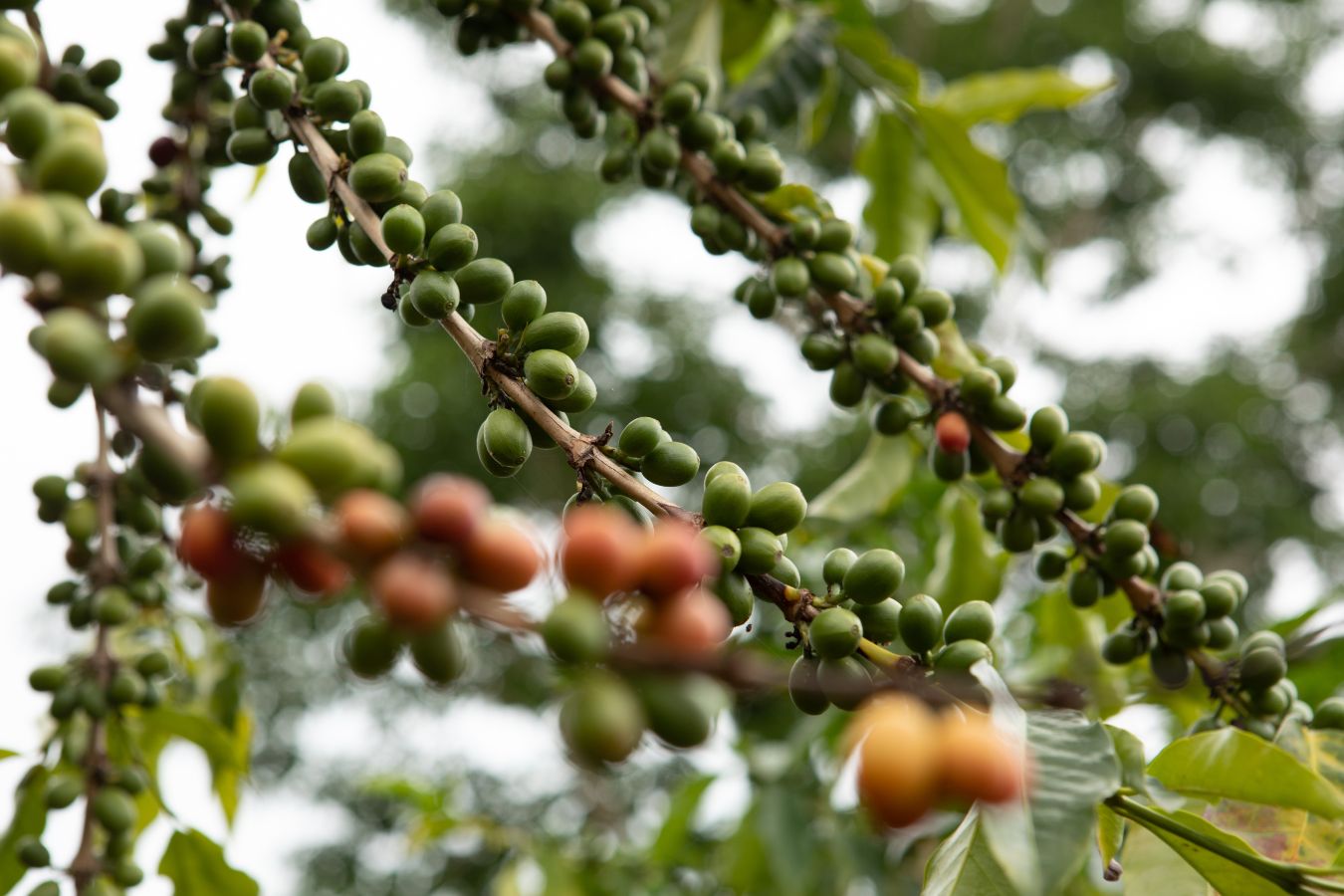 Vietnam Green Coffee Beans
