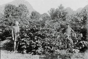 Vietnam Green Coffee Beans