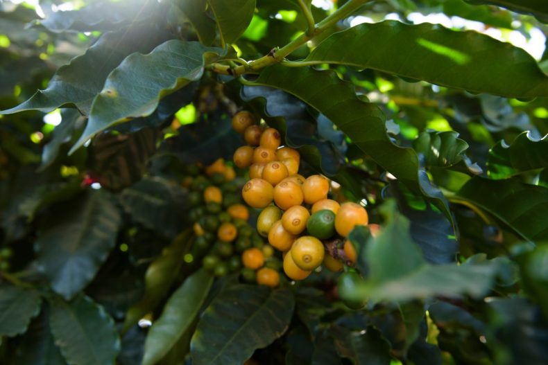 What Is Bourbon Arabica Coffee?