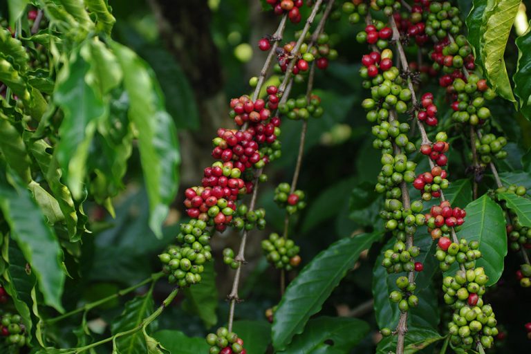 Ripening coffee cherries on the branch