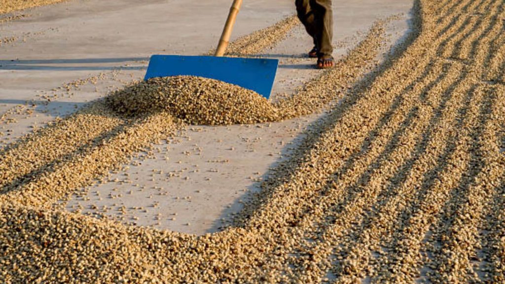 Sun-drying liberica coffee beans on a patio in Vietnam