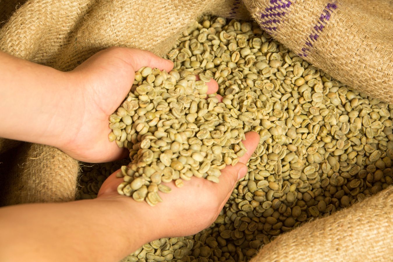 Green Coffee Beans Brokers