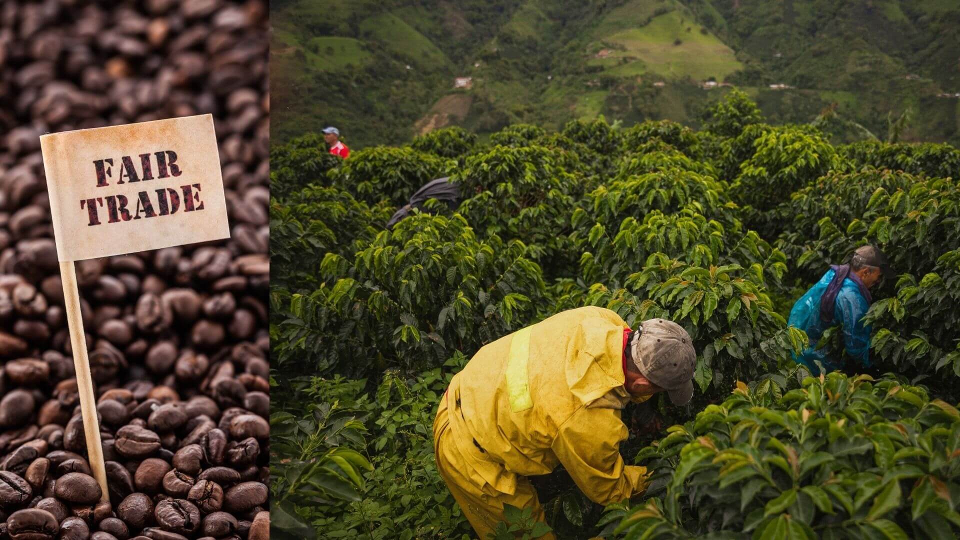 What is Fair Trade coffee