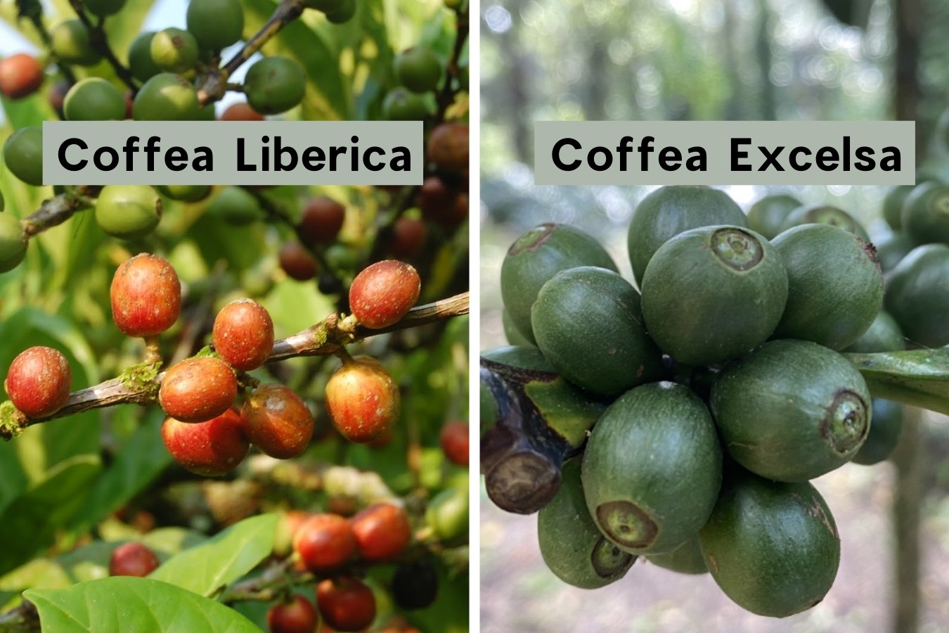 top-5-differences-between-excelsa-coffee-and-liberica-coffee